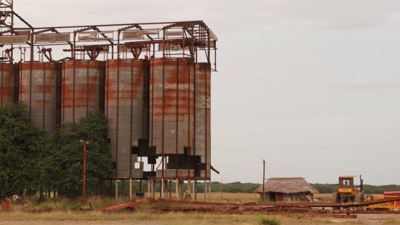 Quimeras de Arroz